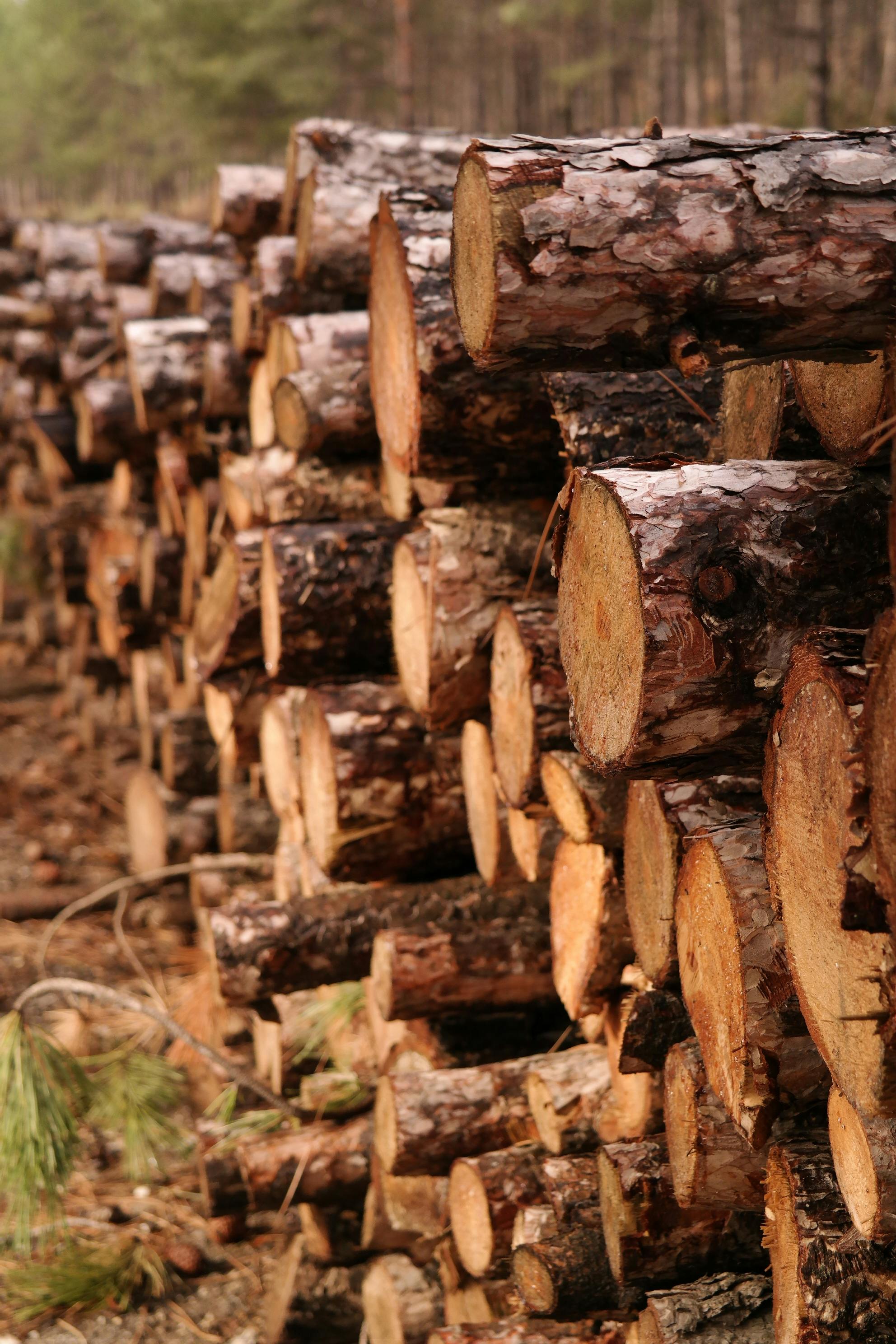 Ghana nostaa hakkuupalkkiot 40%